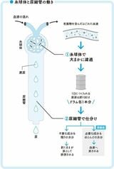 ネフロンの働き