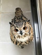 ちなみに、頭部に耳のような羽角（うかく）がある種をミミズクと呼ぶ。羽角があってもなくてもフクロウの仲間（写真提供：ゲンさん）