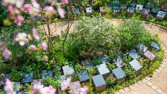 50万円で作れるお墓｢樹木葬｣が人気上昇のワケ