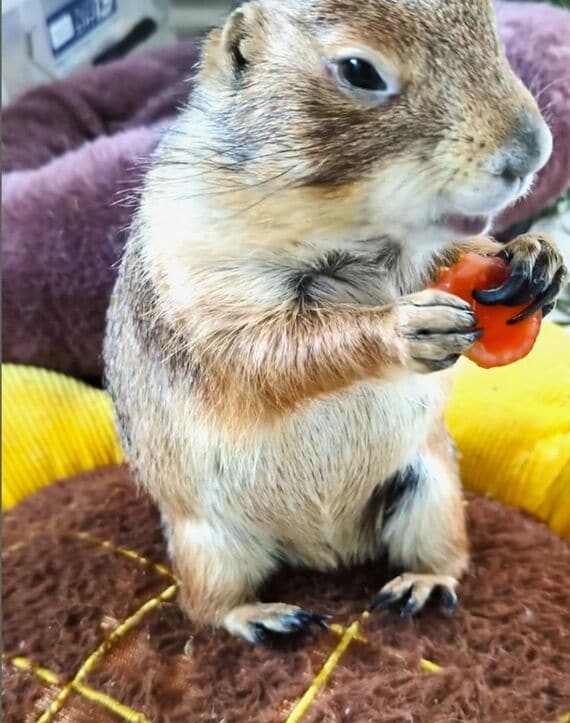 トマトを食べる向日葵ちゃん