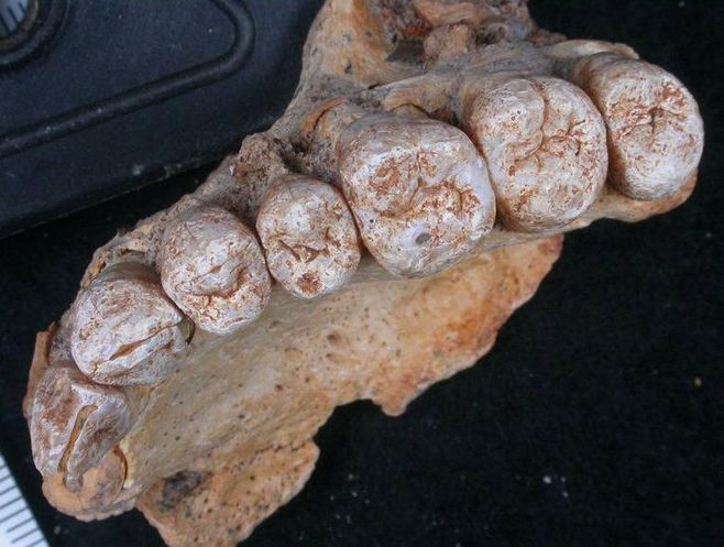 これがイスラエルで見つかった人類化石だ