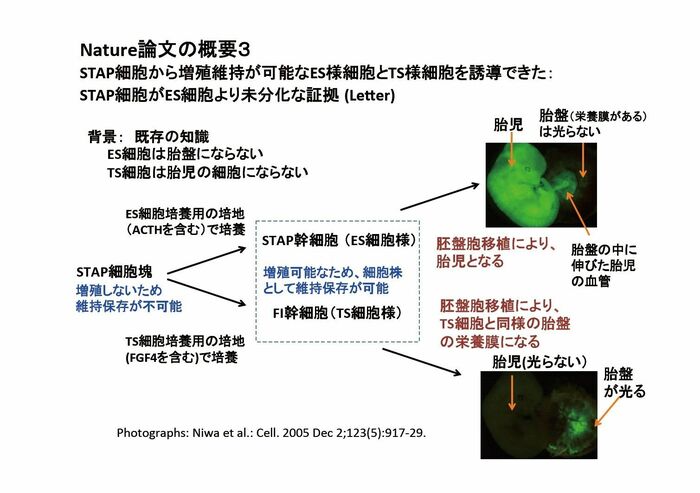 胎盤も形成できる、ES細胞よりも未分化な細胞に？？
