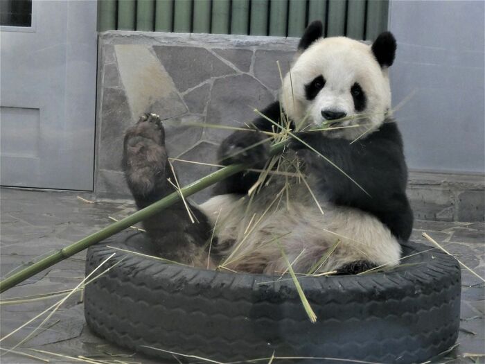 室内に置かれたタイヤはタンタンのお気に入りの場所