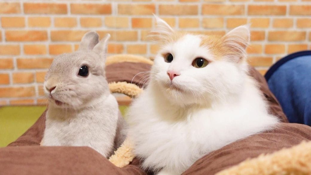 半年かけて徐々にならした｣《猫とウサギ》天敵となりうる2匹が