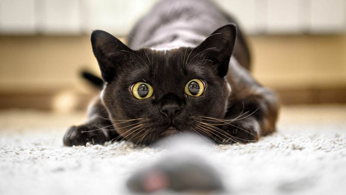 ネズミを見つめる猫