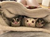 ポーチの中にもぐり、もえさんのお腹の上でくつろぐチャナちゃんとその娘たち（写真提供：ひろさん）