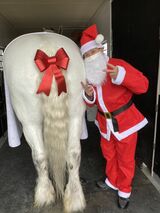 リボンで着飾った白馬とサンタの貞松さん