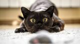 ネズミを見つめる猫