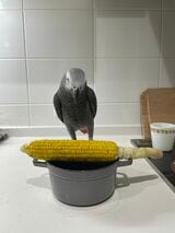 キクノスケくんはおっとりしてお茶目な性格。一度も怒ったことがないという（写真提供：カマタさん）