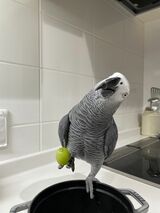 キクノスケくんは、好きな言葉はすぐ覚えるが、絶対に覚えない言葉もあるという（写真提供：カマタさん）