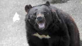 クマ出現率は高山より｢低山｣が圧倒的に高い！道迷い､滑落､落ち葉で転倒…低山登山にひそむ意外なリスクとは？