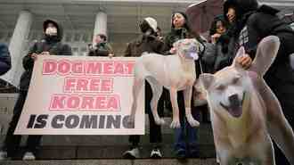 韓国がついに伝統の｢犬食禁止｣踏み切った事情