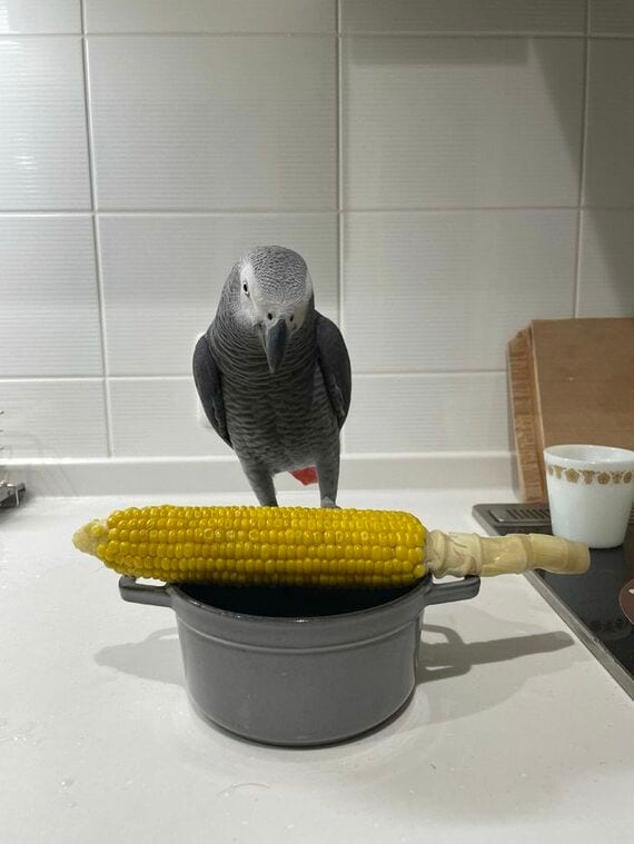 キクノスケくん