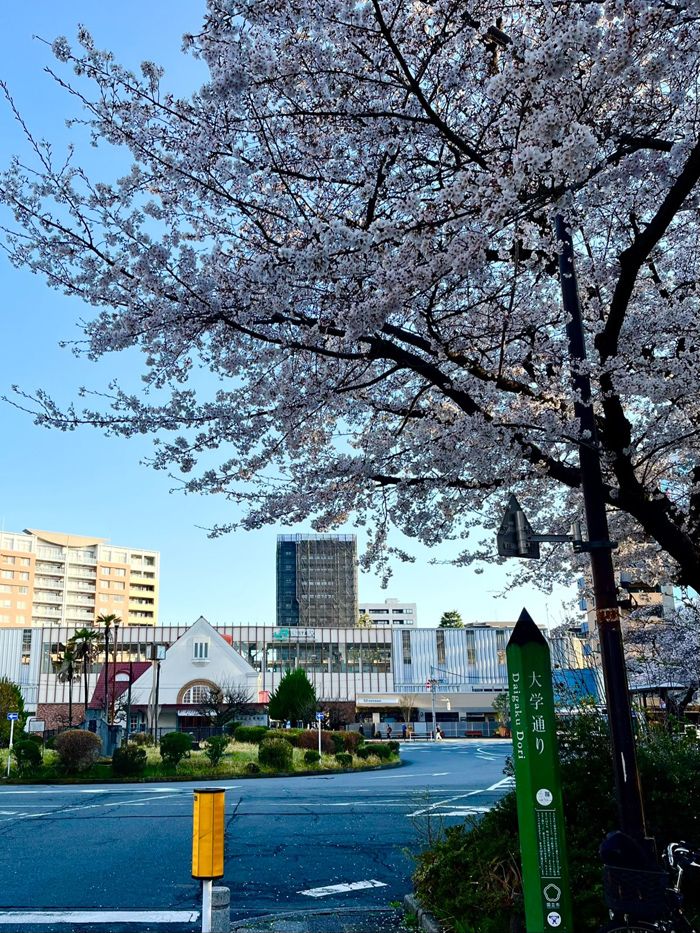 昭和初期の都市計画の名残として残る「大学通り」（筆者撮影）