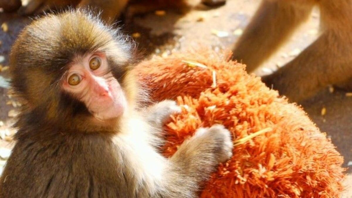 小ザル｢パンチくん｣熱狂生んだ