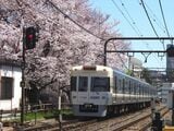 桜咲く駒場東大前駅付近を渋谷へ向かって走り去る電車（撮影：南正時）