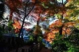 紅葉が身近に感じられる街に住むのは贅沢だ（筆者撮影） 