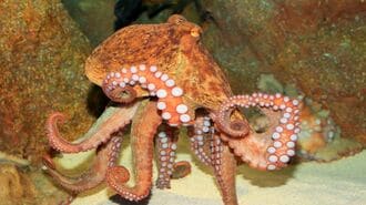 1個じゃない！｢タコの脳｣いったい何個あるのか