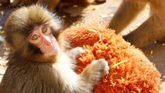 小ザル｢パンチくん｣熱狂生んだ"敏腕課長"の半生