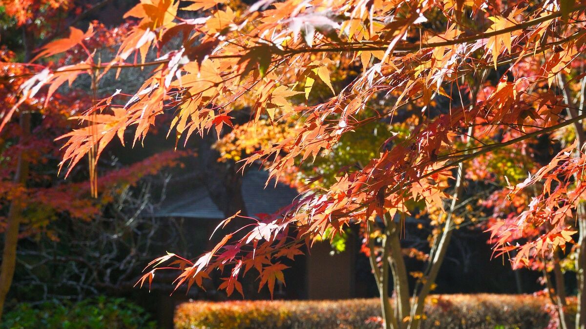 ｢ばけばけ｣急速な欧化政策にハーンが嘆いた訳 | 歴史 | 東洋経済オンライン