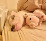 ベッドで眠る幸せそうなおもちくん（写真提供：しおりさん）