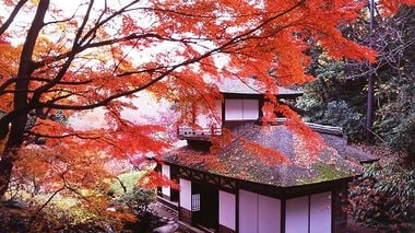 Where To Admire The Autumn Leaves in Tokyo