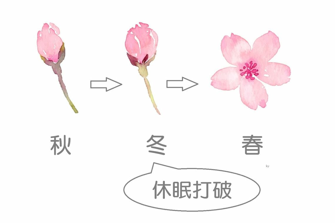 桜の開花には冬の寒さが必要（イラスト：hidekichi／PIXTAを基に編集部作成）