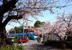 桜咲く玉川学園前付近を走るMSE