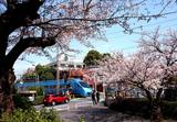 桜咲く玉川学園前付近を走るMSE（筆者撮影）