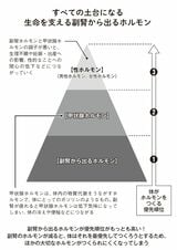 （出所：『小麦抜きのすすめ 3週間の脱小麦であなたの体に奇跡が起きる！』より）