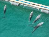 太地町開発公社の12メートル四方のイケスには、1つあたり5〜7頭のイルカが飼育されている。森浦湾には、このイケスが60個ほど設置されている。イルカたちは餌やりの時間以外はプカプカと浮いていることも（＠Life Investigation Agency/Dolphin Project）