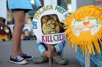 ジンバブエ｢人気ライオン｣の悲劇 米国人の狩猟愛好家男性に非難殺到