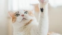 ｢社交的なネコ｣｢人見知りネコ｣の違いがでるワケ 専門家に聞く｢ネコとの仲を深める方法｣