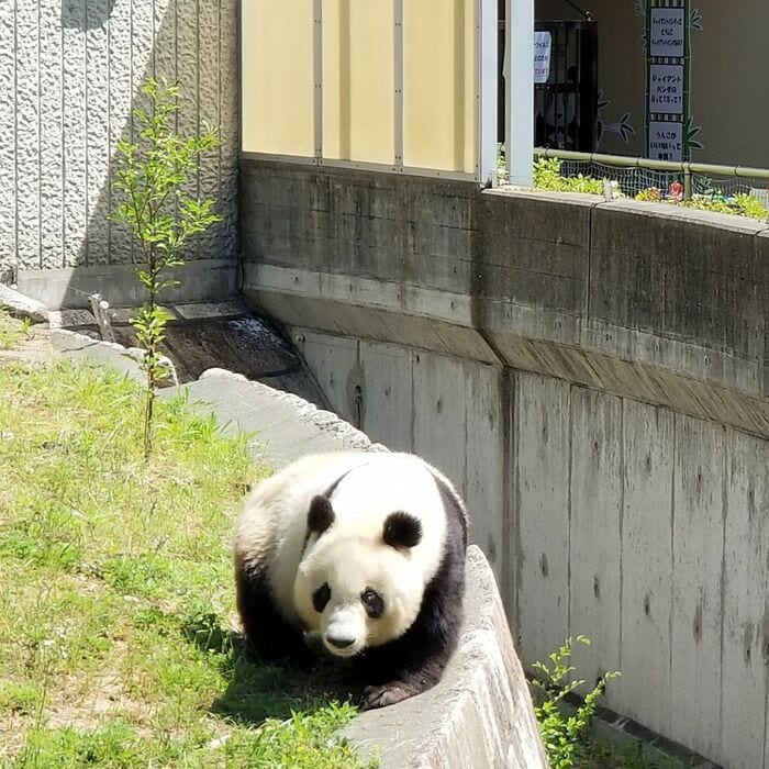 パンダ舎の屋外はガラス柵がなく、タンタンがよく見える