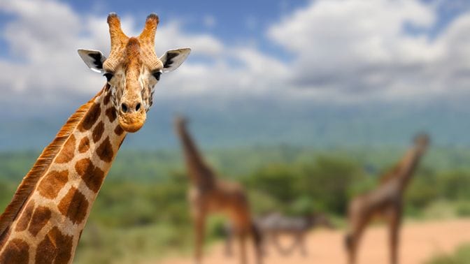 動物好きでも知らないキリンの意外すぎる寝姿 読書 東洋経済オンライン 社会をよくする経済ニュース