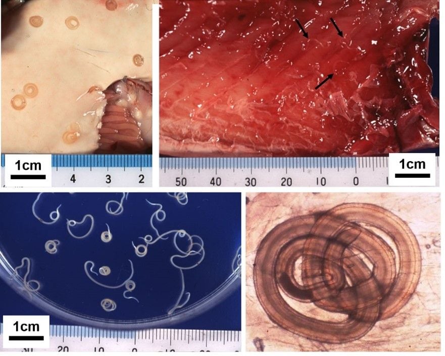 スケトウダラの肝臓に寄生するアニサキスの幼虫（左上）と、取り出したアニサキスの幼虫。体長は2～3cmで肉眼でも十分に見える（左下）、サバの身に寄生するアニサキスの幼虫（右上）と、右上写真の矢印部分を切り出し、顕微鏡下にアニサキスの幼虫を確認（右下）（出典：国立感染症研究所 ）