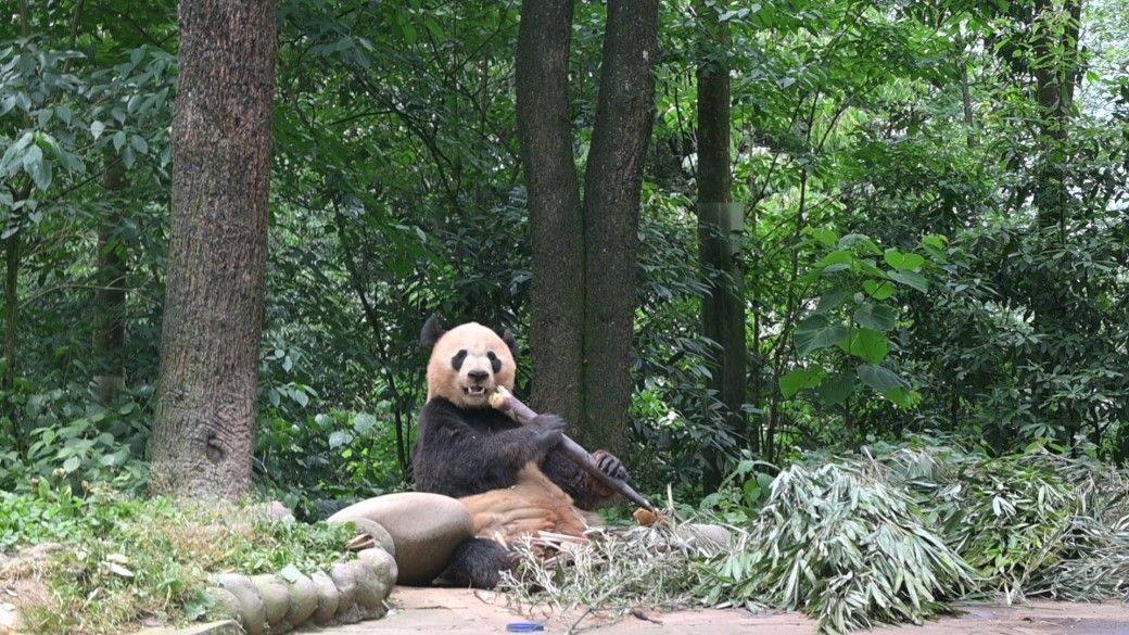 「帰国パンダ楽園」で大きなタケノコを食べるベイベイ。2023年6月12日（筆者撮影）