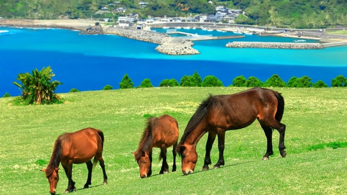 自治体別｢新最低賃金"満たない"求人｣多いTOP100 | 国内経済 | 東洋経済オンライン