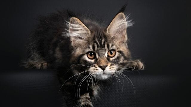 犬猫をたくさん飼った末に起きた 惨状 の数々 ペット 東洋経済オンライン 社会をよくする経済ニュース