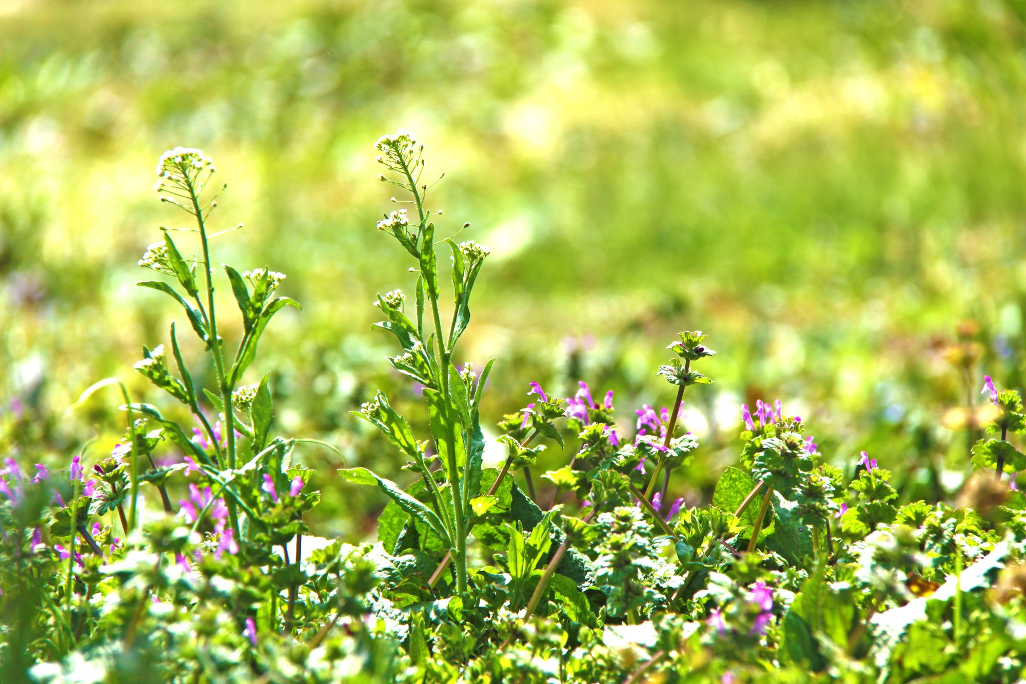 戦国武将は なぜ雑草を家紋にしたのか 武士と植物の知られざる関係 東洋経済オンライン 社会をよくする経済ニュース