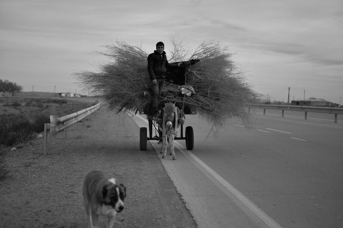 車より動物のほうが多い幹線道路