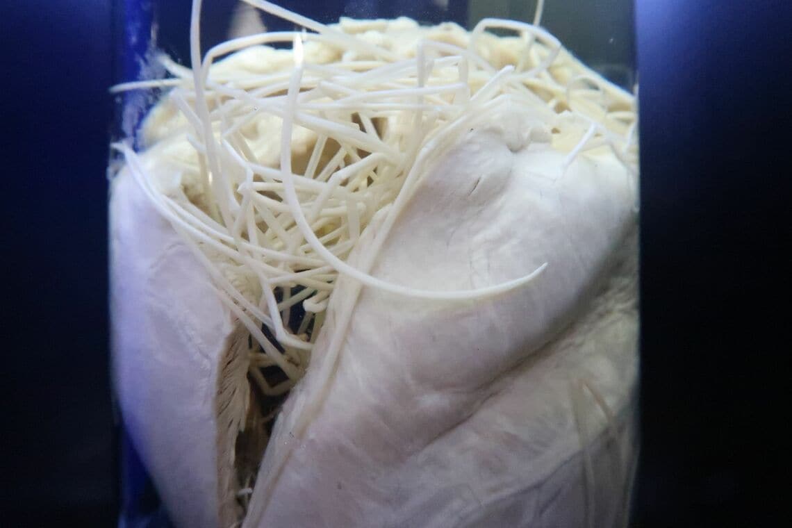 成虫になると20～30cmにもなる（写真：編集部撮影／撮影協力：目黒寄生虫館）