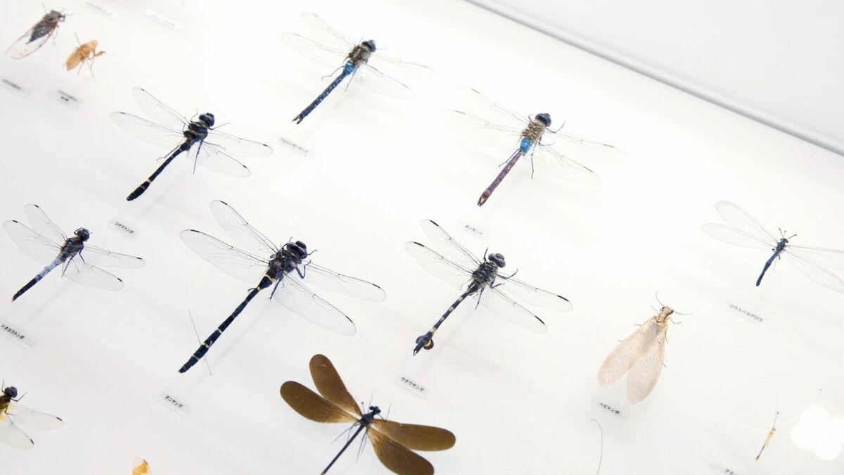 誰も知らない昆虫標本を日本で初めてつくった男 ｢日本の博物館の父｣と呼ばれる田中芳男 | 歴史 | 東洋経済オンライン