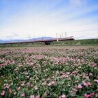 大垣付近を走る381系「しなの」