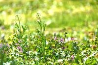 戦国武将は､なぜ雑草を家紋にしたのか アオイ､ナズナ､ツタ…地味すぎモチーフの謎