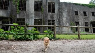 大久野島の発電所跡とうさぎ