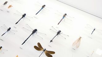 誰も知らない昆虫標本を日本で初めてつくった男