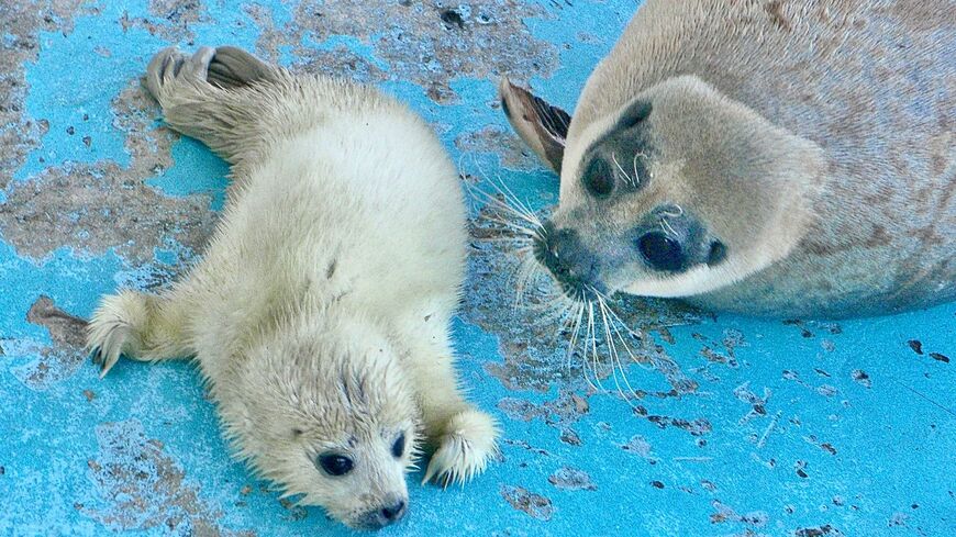 アザラシは出産・子育てをどのように行うのでしょうか。写真は母親のようちゃんと赤ちゃんのひかるくん（筆者撮影）