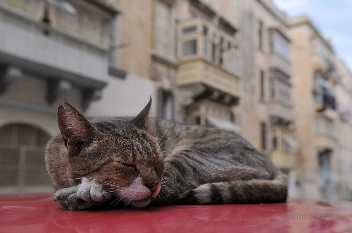 世界遺産ヴァレッタの街並の中で、駐車車両の上で寝る
