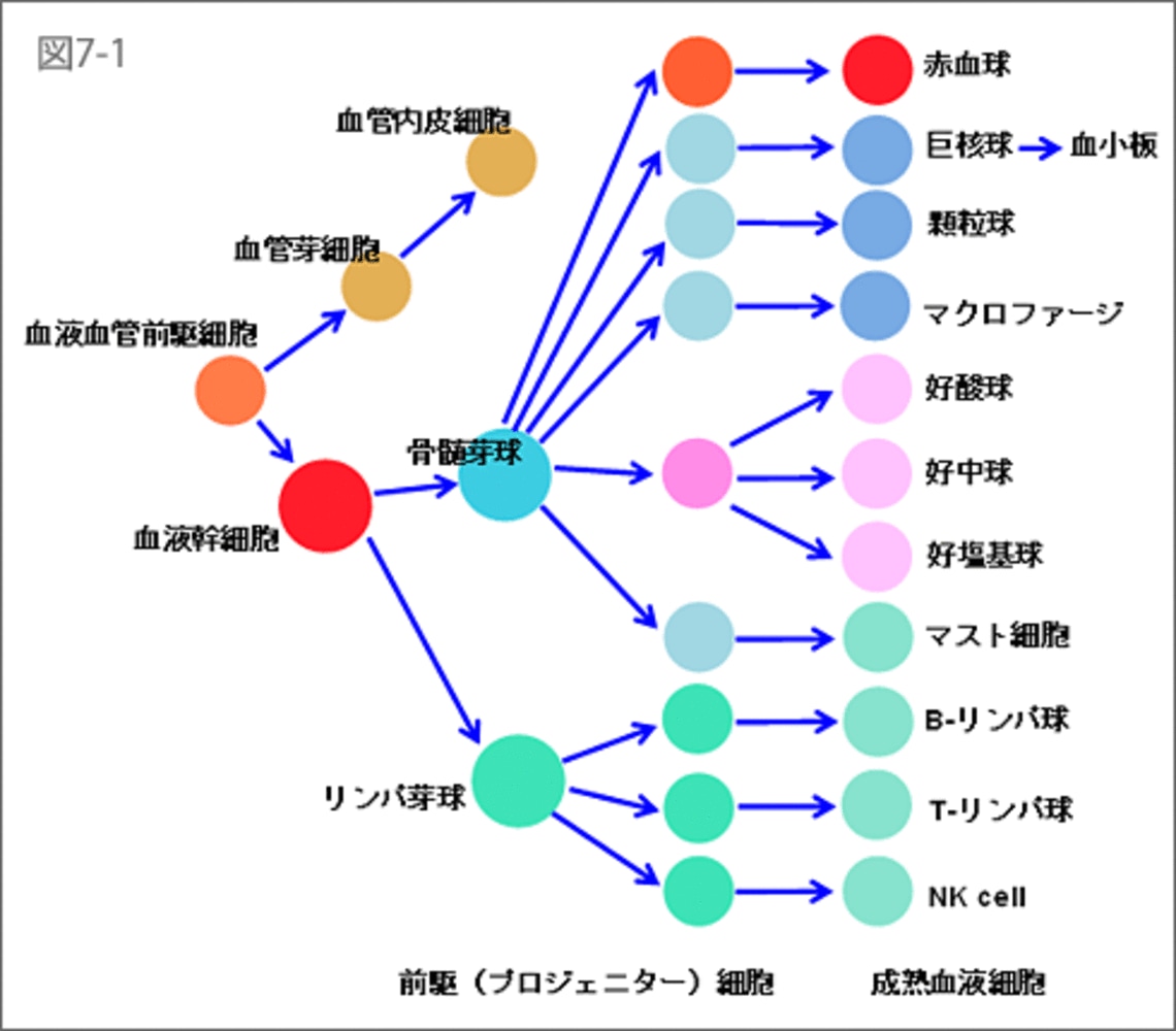 造血幹細胞分化, 造血幹細胞 どこにある – LXCM